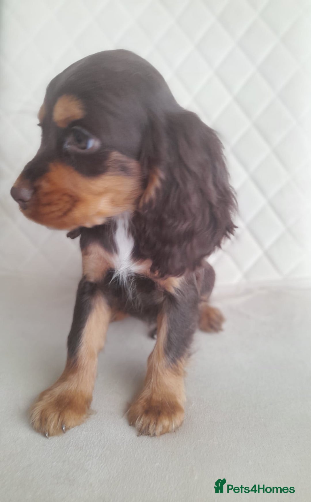 Cocker Spaniel dogs for sale: Beautiful cocker spaniel puppy’s  - Advert 12