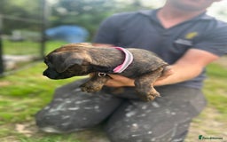 Jack Russell dogs for sale: Blue & Black Brindle Jack Russells - Image 11
