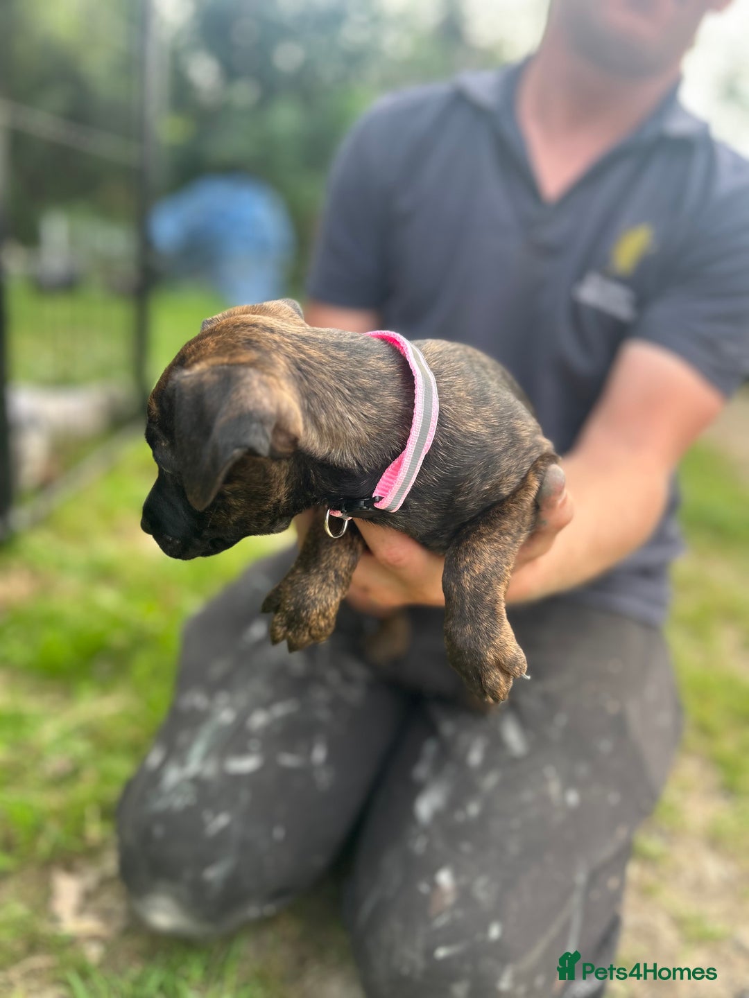 Jack Russell dogs for sale: Blue & Black Brindle Jack Russells - Image 11