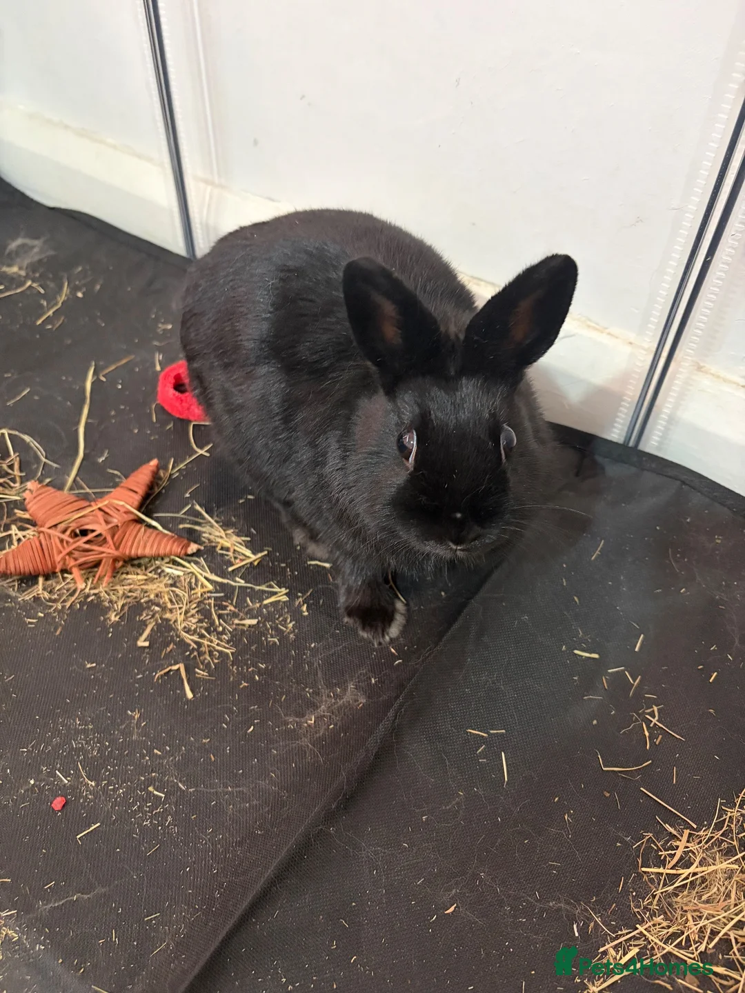 Netherland Dwarf rabbits for sale: Female rabbit - Advert 1