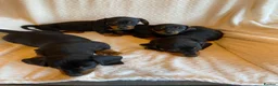 Miniature Dachshund dogs for sale: Miniture Dachsund Puppies ready now - Advert 6
