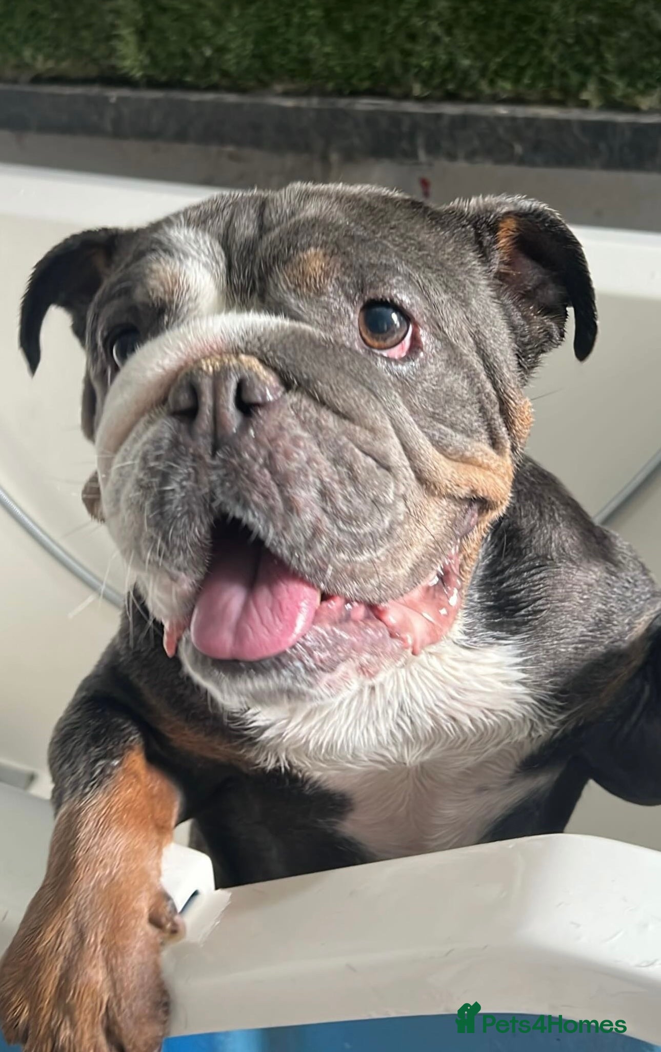 English Bulldog dogs English bulldog  - Advert 17