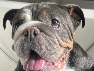 English Bulldog dogs English bulldog - Advert 1