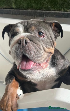 English Bulldog dogs English bulldog - Advert 1