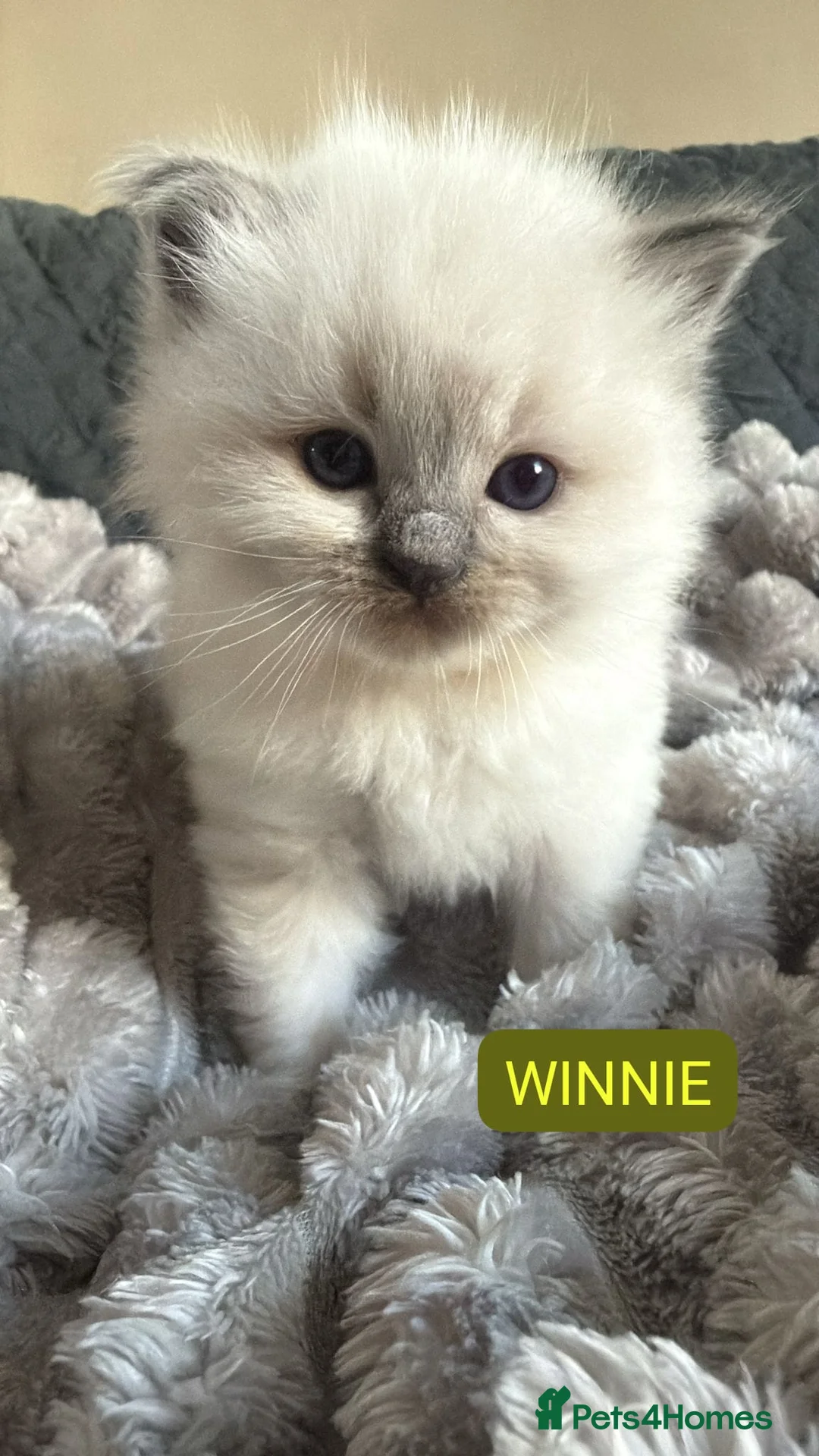 Ragdoll cats for sale: Stunning Purebred Ragdoll Kittens  - Advert 4