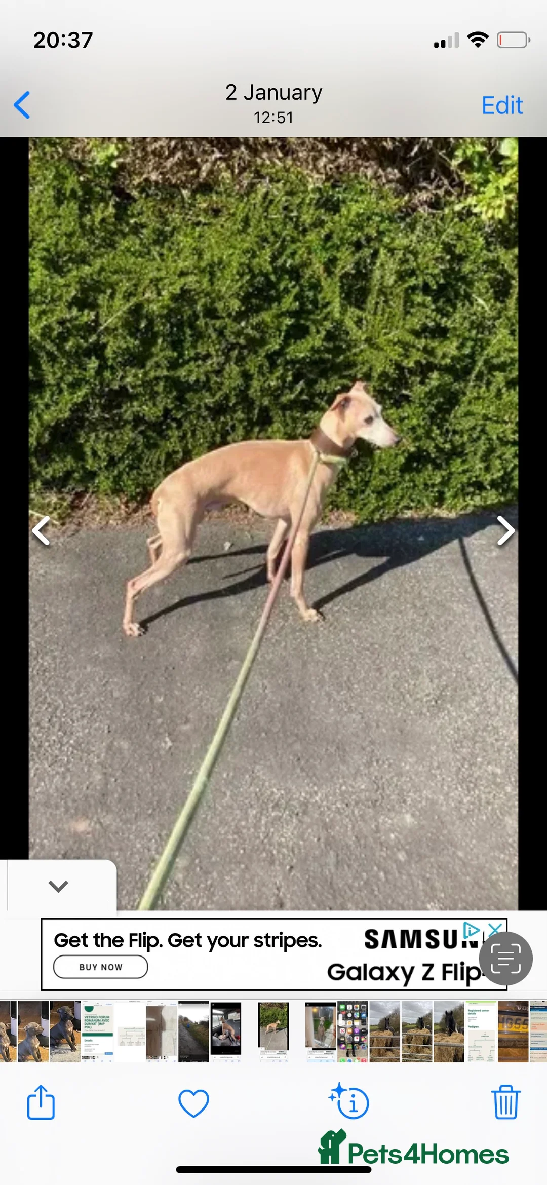Italian Greyhound dogs for stud: Polish proven stud  in Stoke-on-Trent - Advert 5