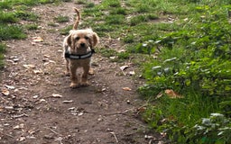 Cockapoo dogs for sale: Cockerpoo  - Image 3