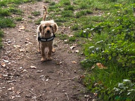 Cockapoo dogs Cockerpoo - Advert 3