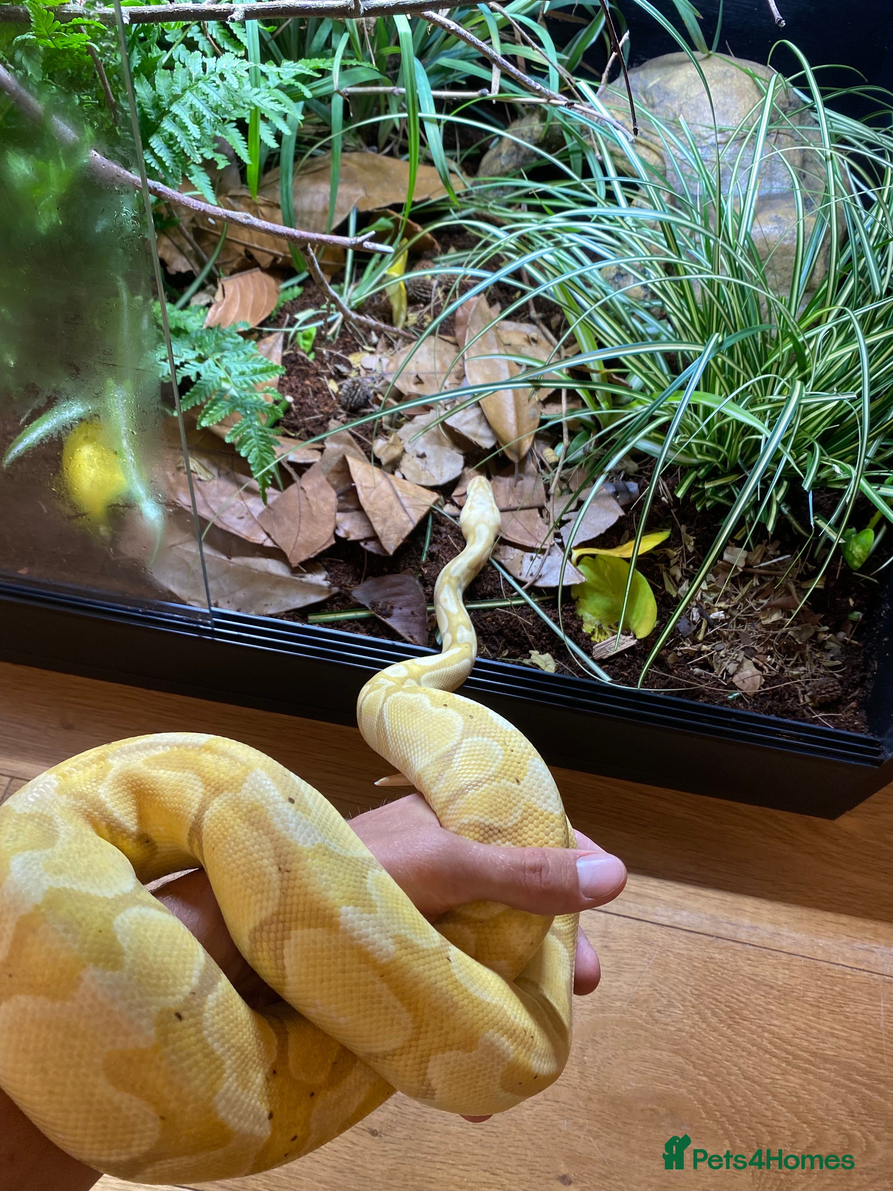 Python Snake reptiles Banana Ball Python  - Advert 1