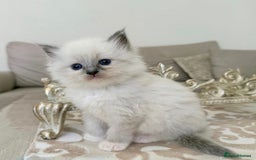 Ragdoll cats for sale: Talented super blueish eyes Rag dolls - Advert 4