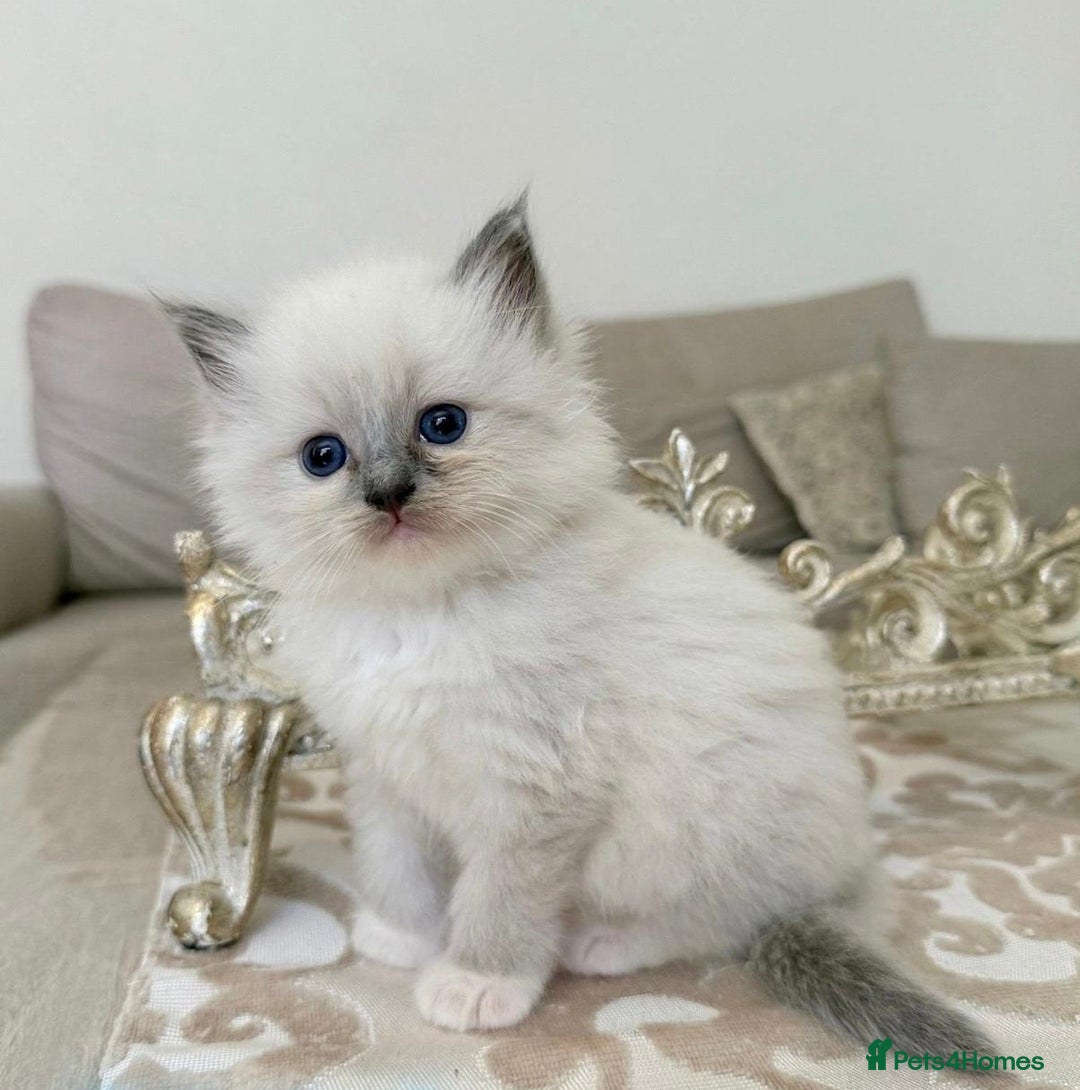 Ragdoll cats for sale: Talented super blueish eyes Rag dolls - Advert 4