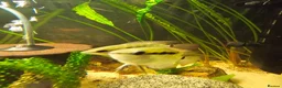 Cichlids fish for sale: 2 Festivum cichlid fish - Advert 3