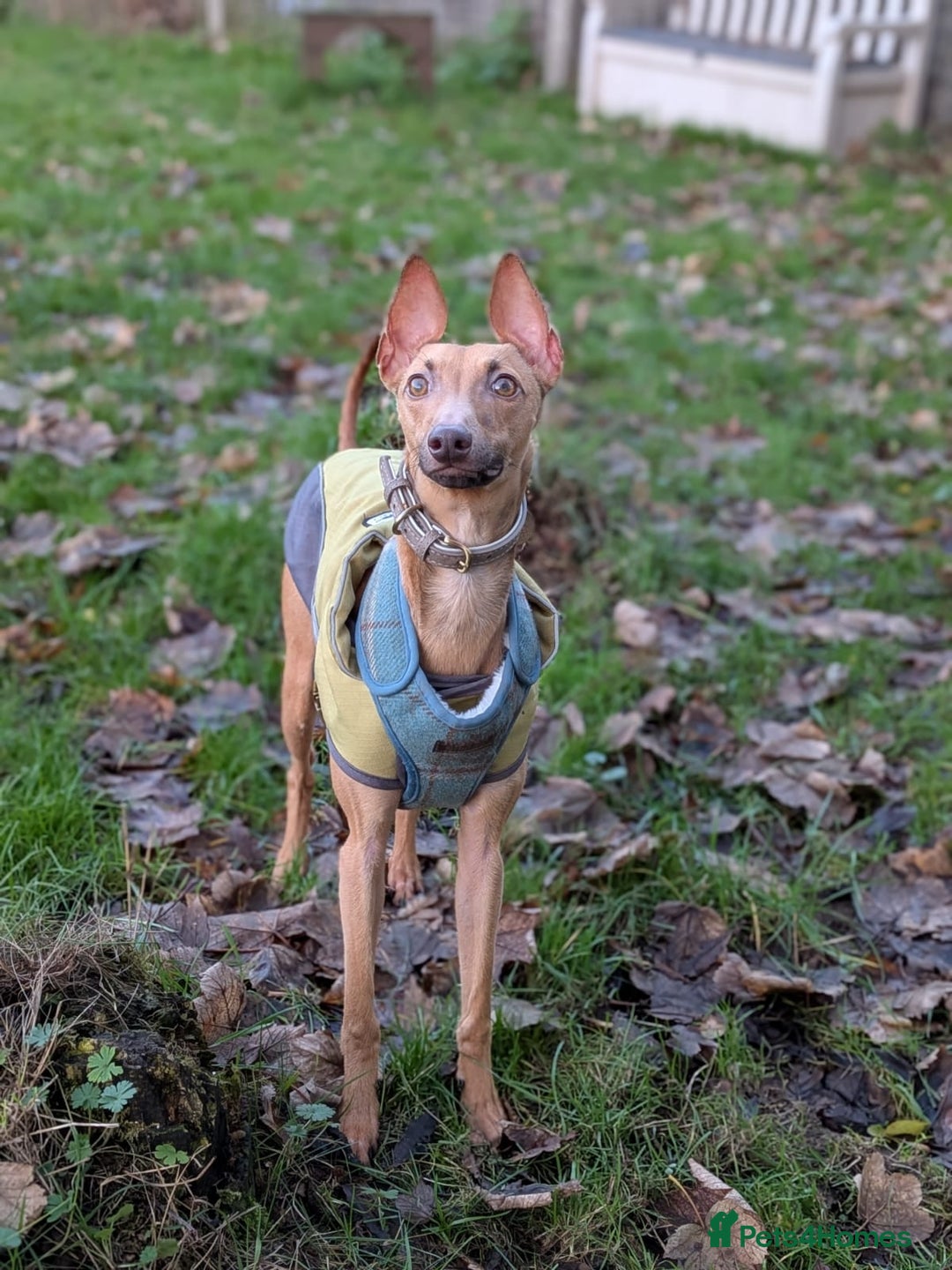 Italian Greyhound dogs for adoption: Mateo - Advert 2