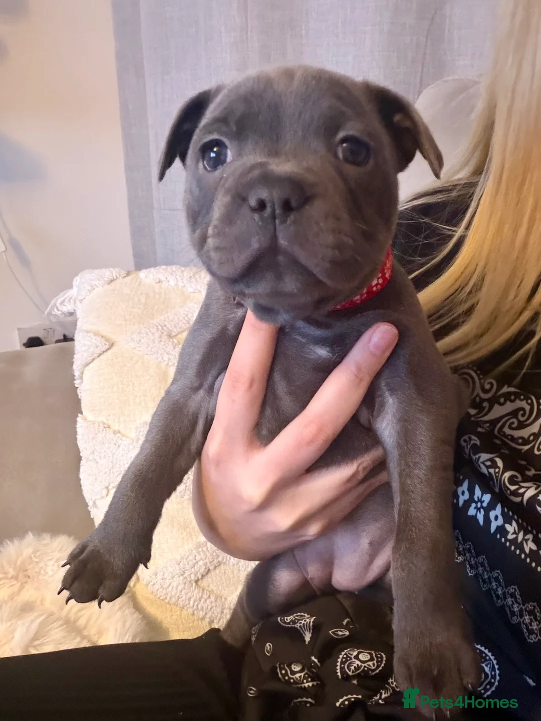 Staffordshire Bull Terrier dogs for sale: Only 1 available ; Blue Staffordshire bullterrier - Advert 32