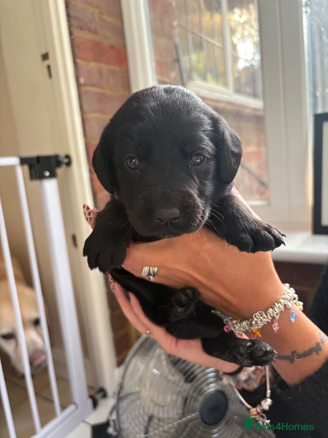 Labrador Retriever dogs for sale: Labrador puppies - Ready Now  - Image 26