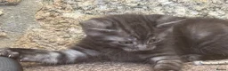 Mixed Breed cats for sale: Kitten for sale - Advert 6