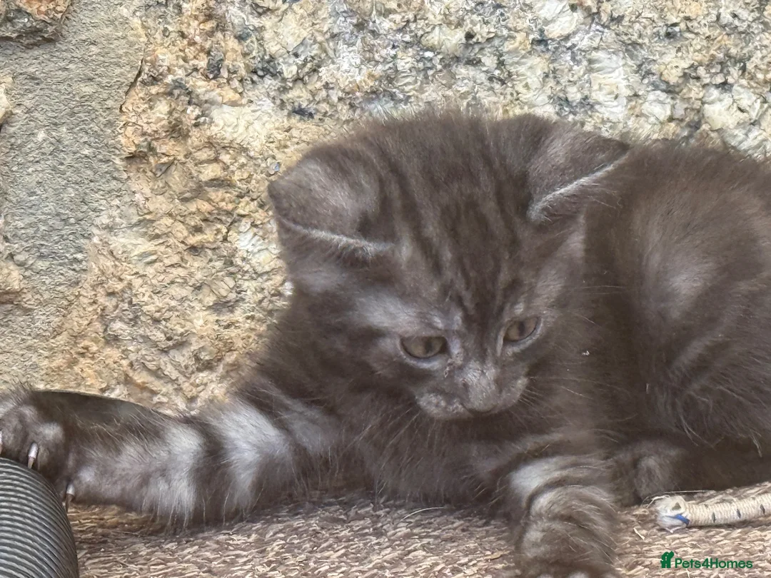 Mixed Breed cats for sale: Kitten for sale - Advert 6