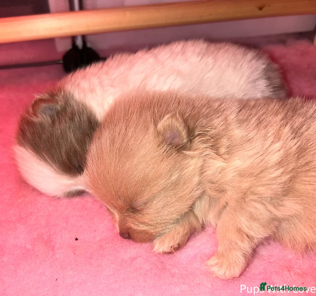 Pomeranian dogs for sale: Beautiful  **  Russian Girls  - Advert 9