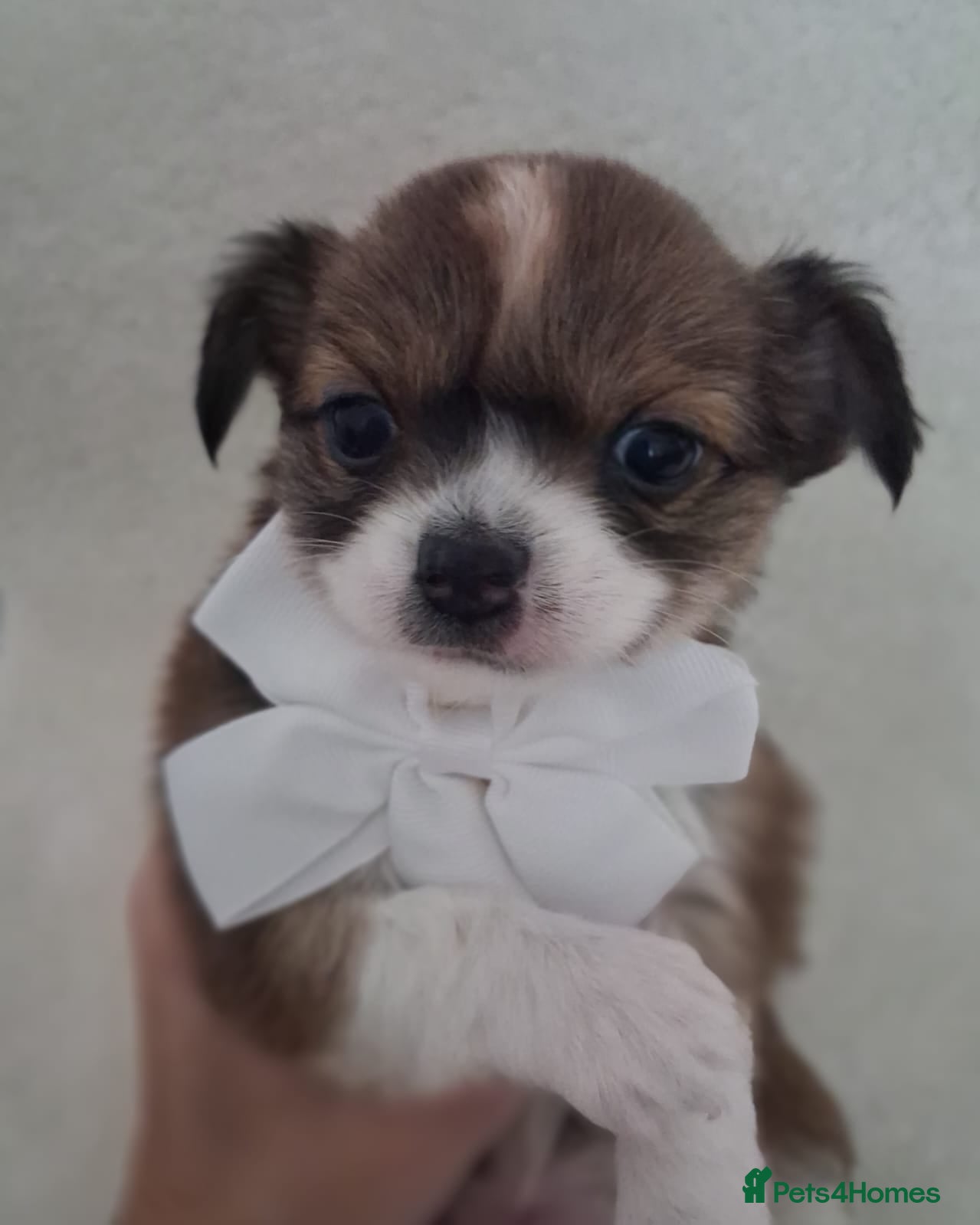 Chihuahua dogs Brown Tri coloured long haired chihuahua boy  - Advert 2