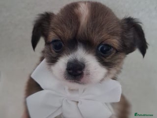 Chihuahua dogs Brown Tri coloured long haired chihuahua boy - Advert 2