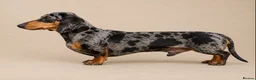 Miniature Dachshund dogs for sale: Stunning KC Registered Miniature Dachshund Puppies in Llandrindod Wells - Advert 7