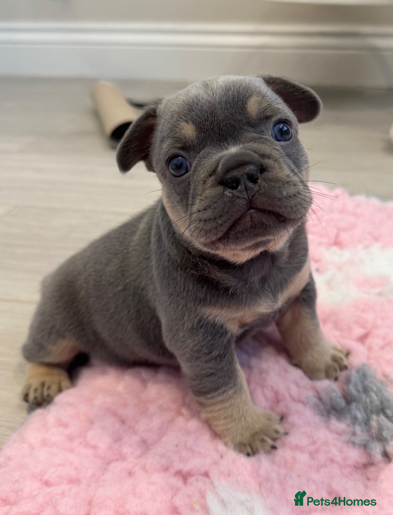 French Bulldog dogs for sale: Last Girl Remaining 🐶  KC Registered ! - Advert 21