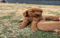 Cockapoo dogs for sale: Cockapoo  - Image 8