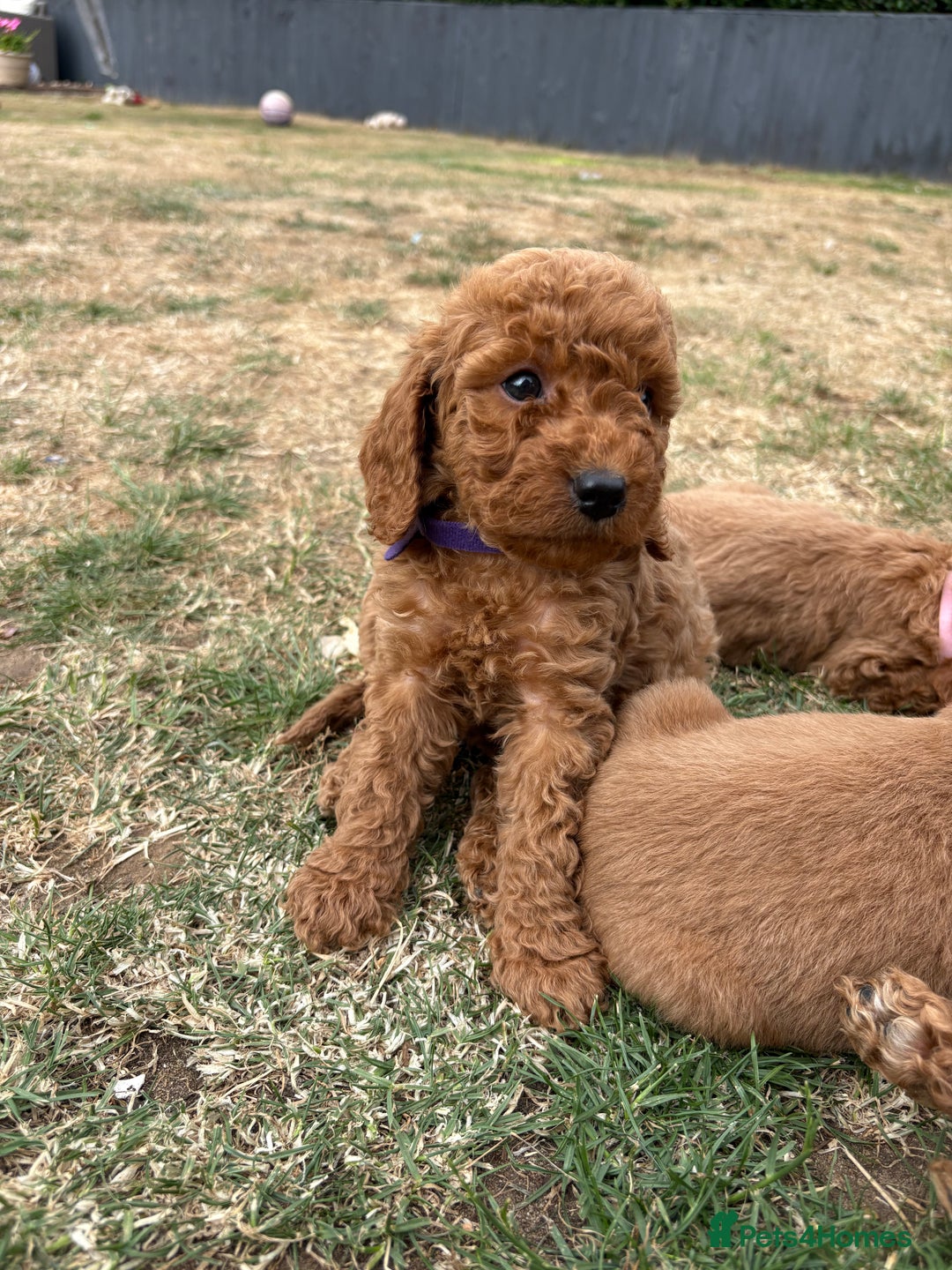 Cockapoo dogs for sale: Cockapoo  - Image 8