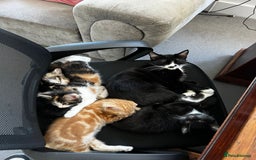 American Shorthair cats for sale: Playful Kittens Looking for Forever Homes - Image 2