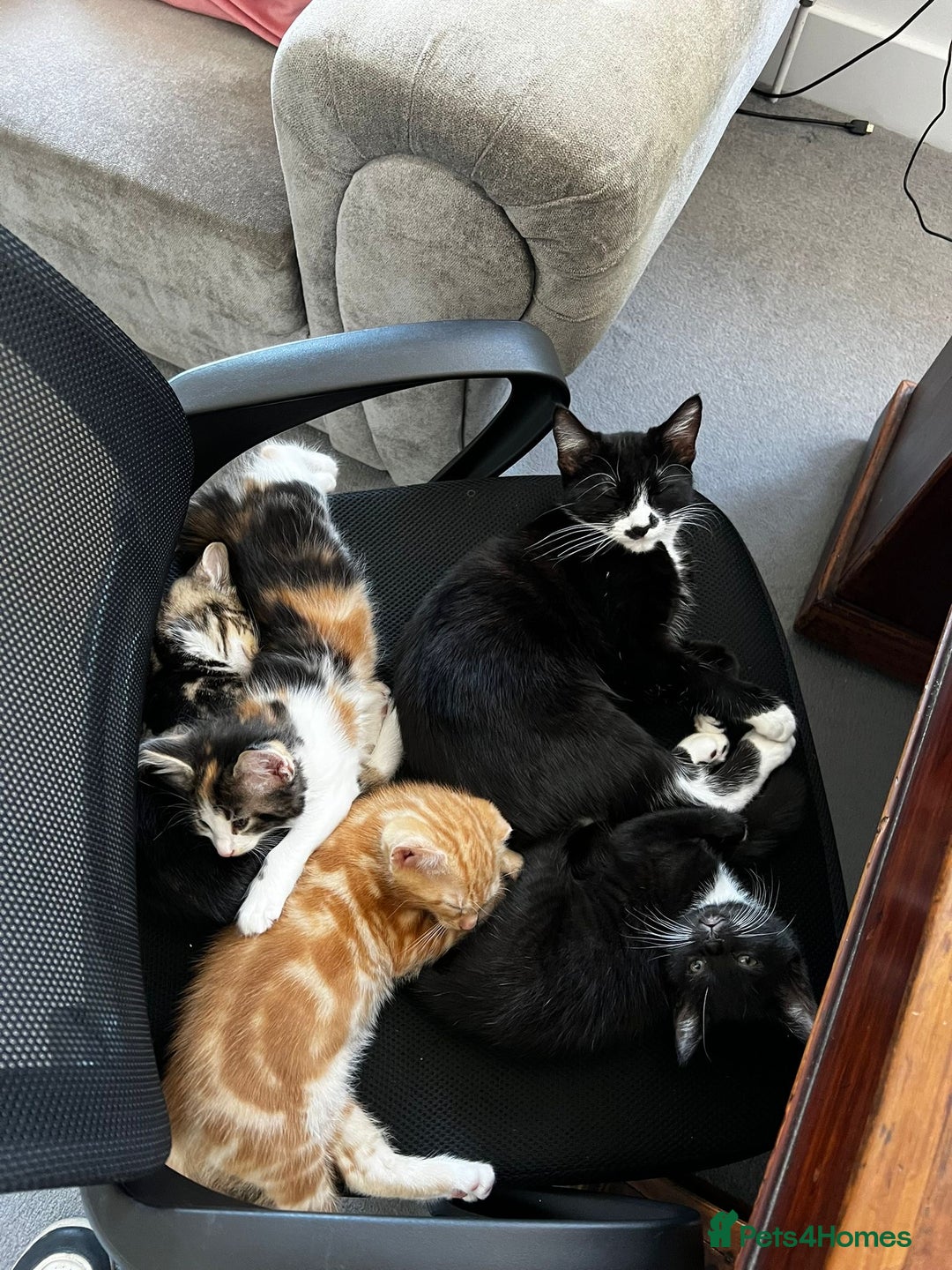 American Shorthair cats for sale: Playful Kittens Looking for Forever Homes - Image 2