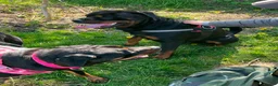 Rottweiler dogs for sale: Rottweiler puppy.  in Camborne - Advert 2