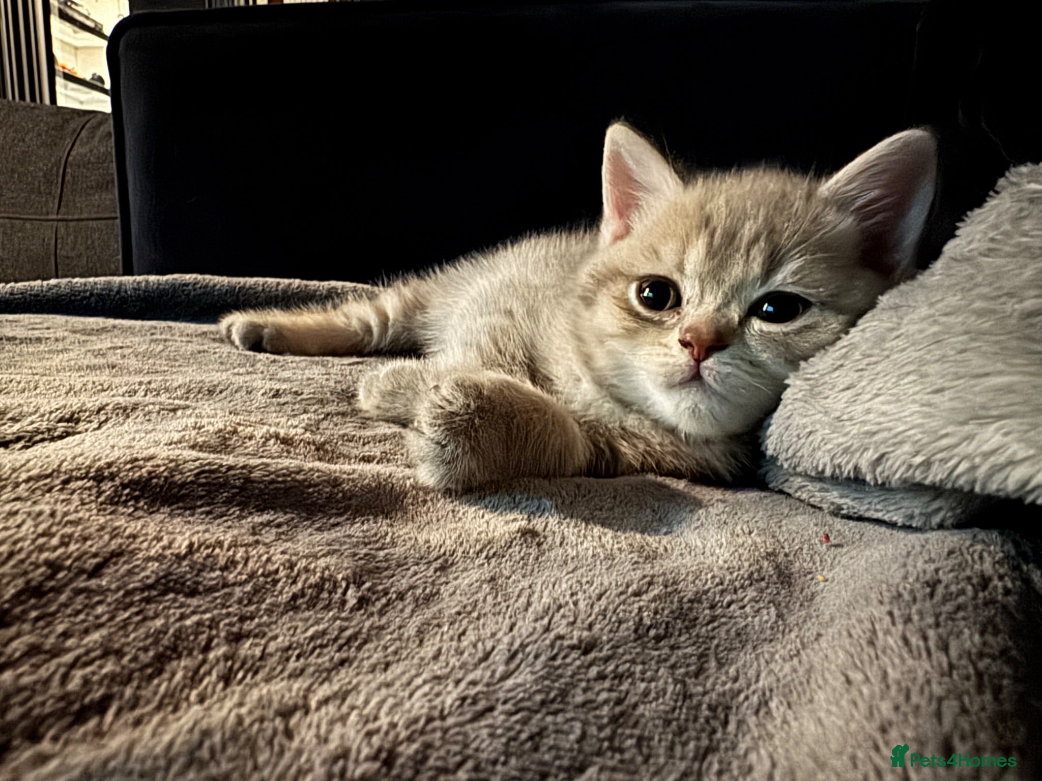 British Shorthair cats British short hair kittens - Advert 2