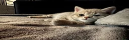 British Shorthair cats for sale: British short hair kittens - Advert 1