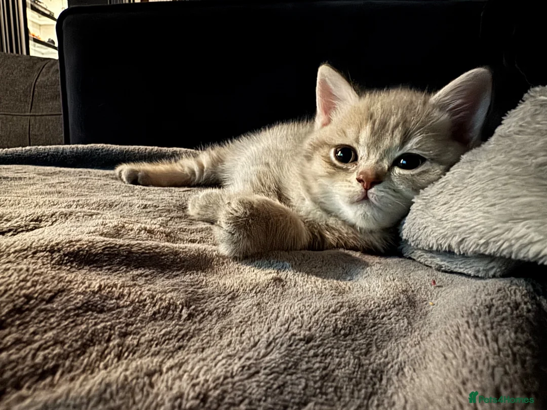 British Shorthair cats for sale: British short hair kittens - Advert 1