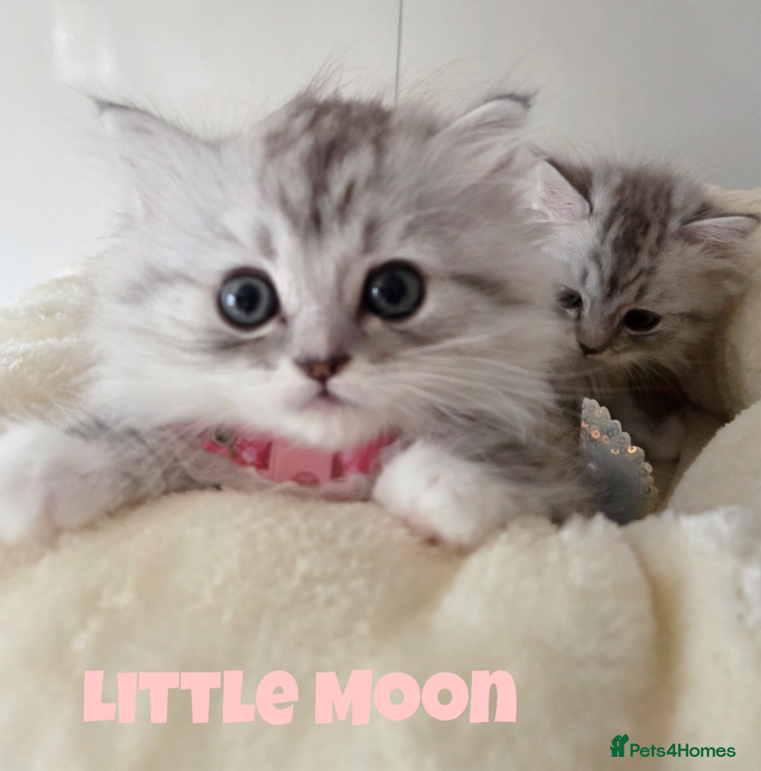 Persian cats for sale: Persian x Ragdoll - Image 1