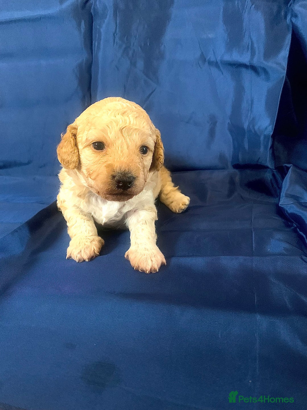 Miniature Poodle dogs for sale: Miniature poodles for sale  2 boys and 3 girls - Advert 6