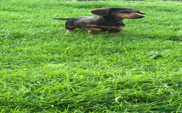 Mixed Breed dogs for sale: Dachshund cross Yorkshire terrier female  - Image 7