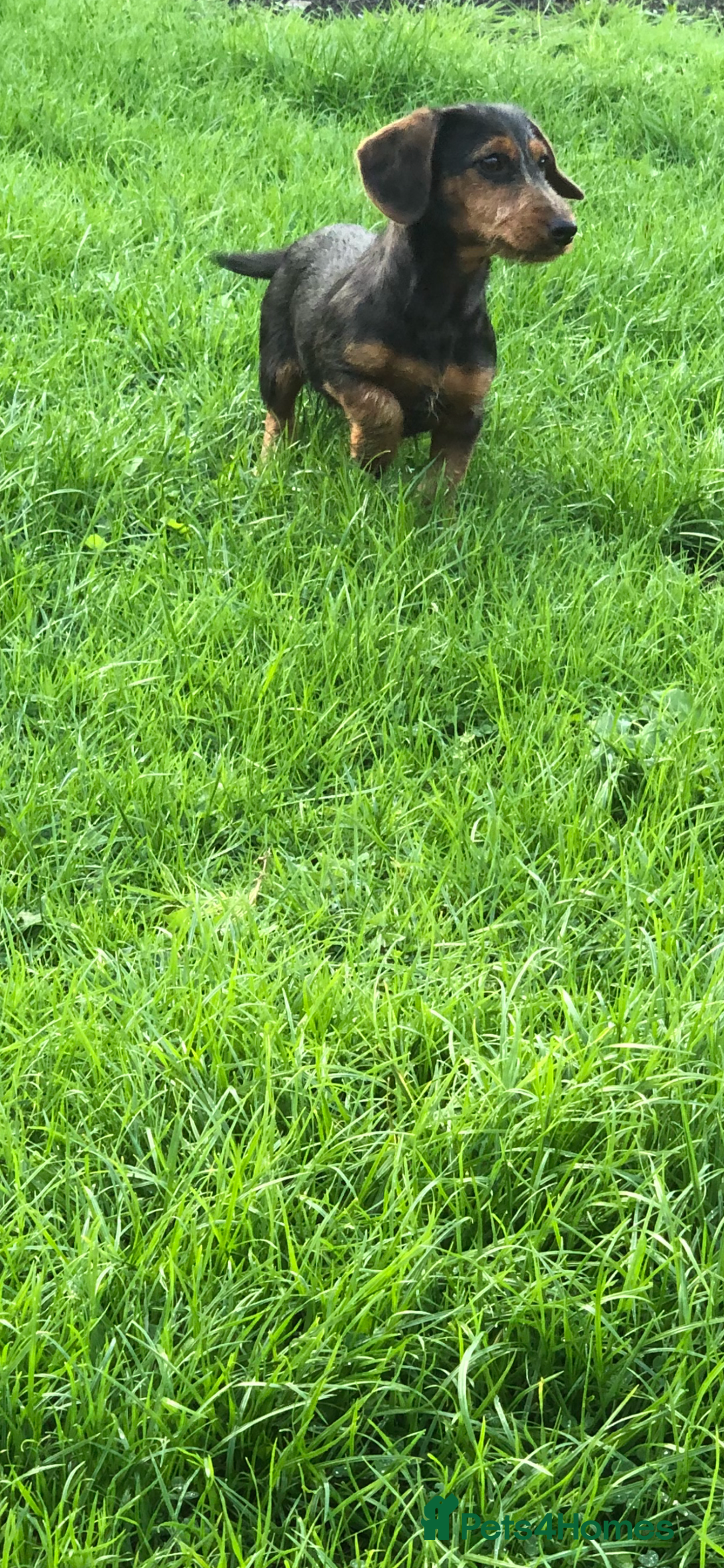 Mixed Breed dogs for sale: Dachshund cross Yorkshire terrier female  - Image 7