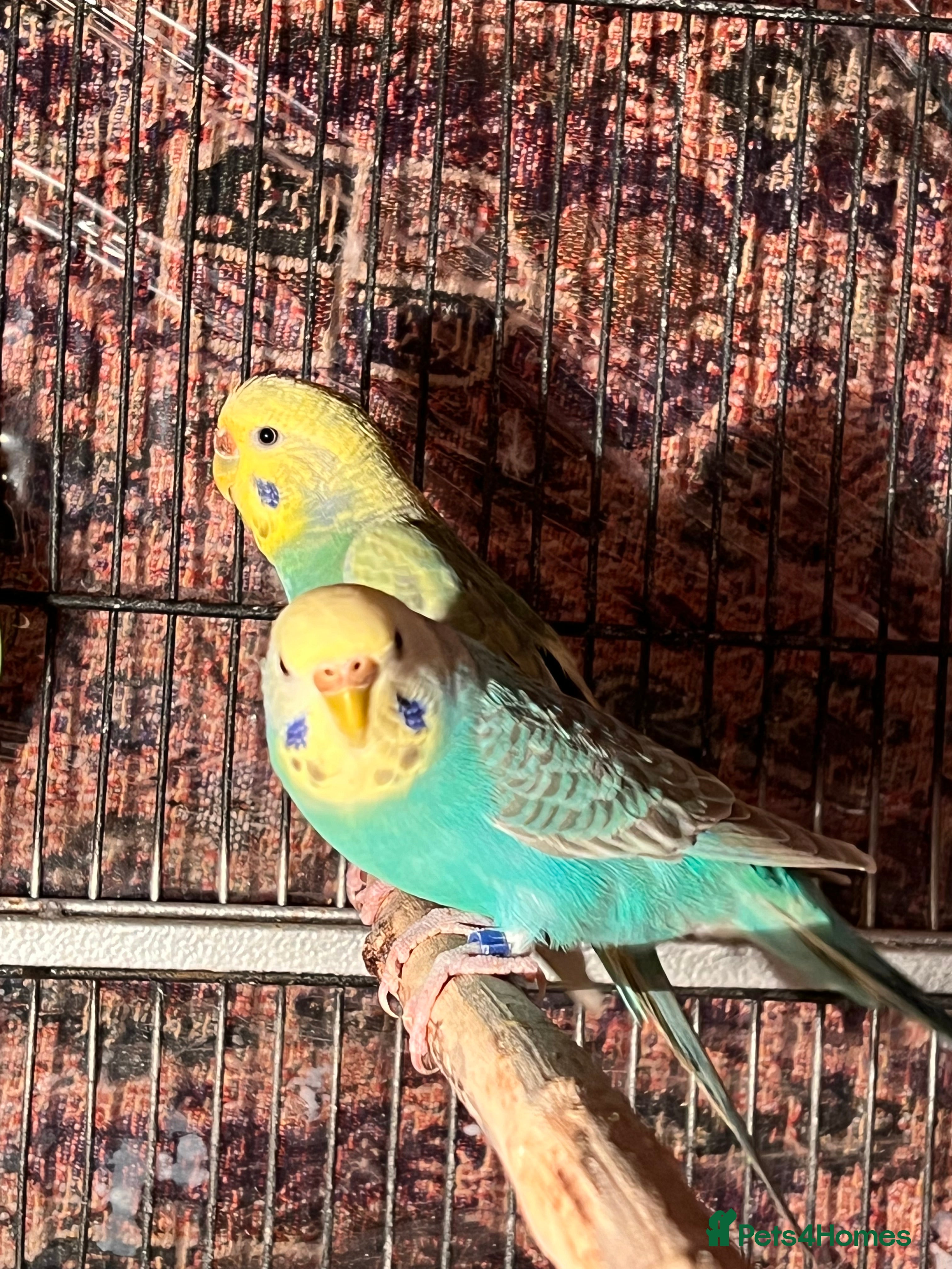 Budgerigars birds Rainbow budgies pair - Advert 5