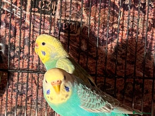Budgerigars birds Rainbow budgies pair - Advert 1