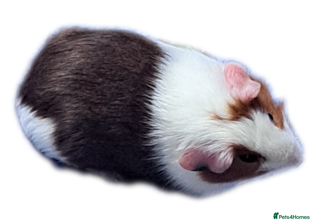 Guinea Pig rodents for sale: Guinea - Advert 3