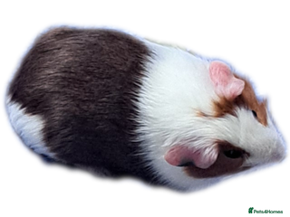 Guinea Pig rodents Guinea - Advert 21