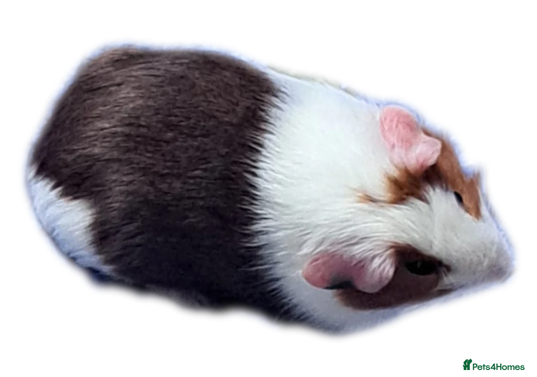 Guinea Pig rodents for sale: Guinea - Advert 1