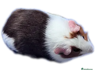 Guinea Pig rodents Guinea - Advert 21