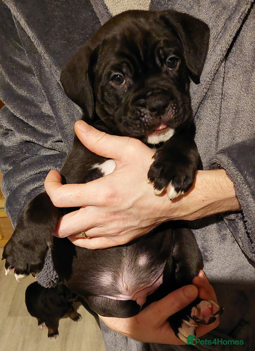 Mixed Breed dogs for sale: Cane Corso cross American bulldog puppy's  - Advert 4