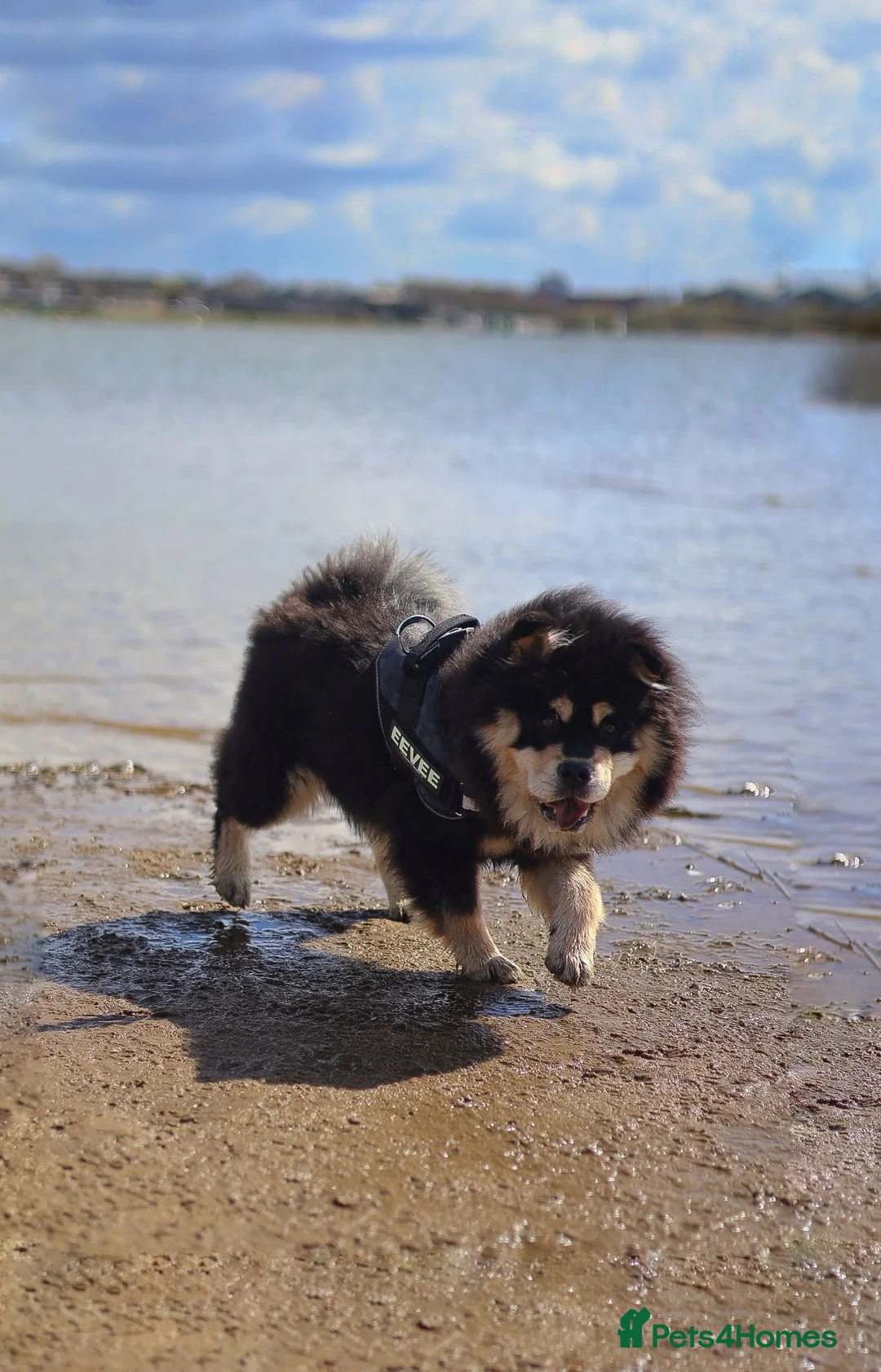 Chow Chow dogs for sale: Eevee - 7 month old chow  - Advert 5