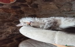 Mixed Breed cats for sale: One little kitten left to pick from - Image 8