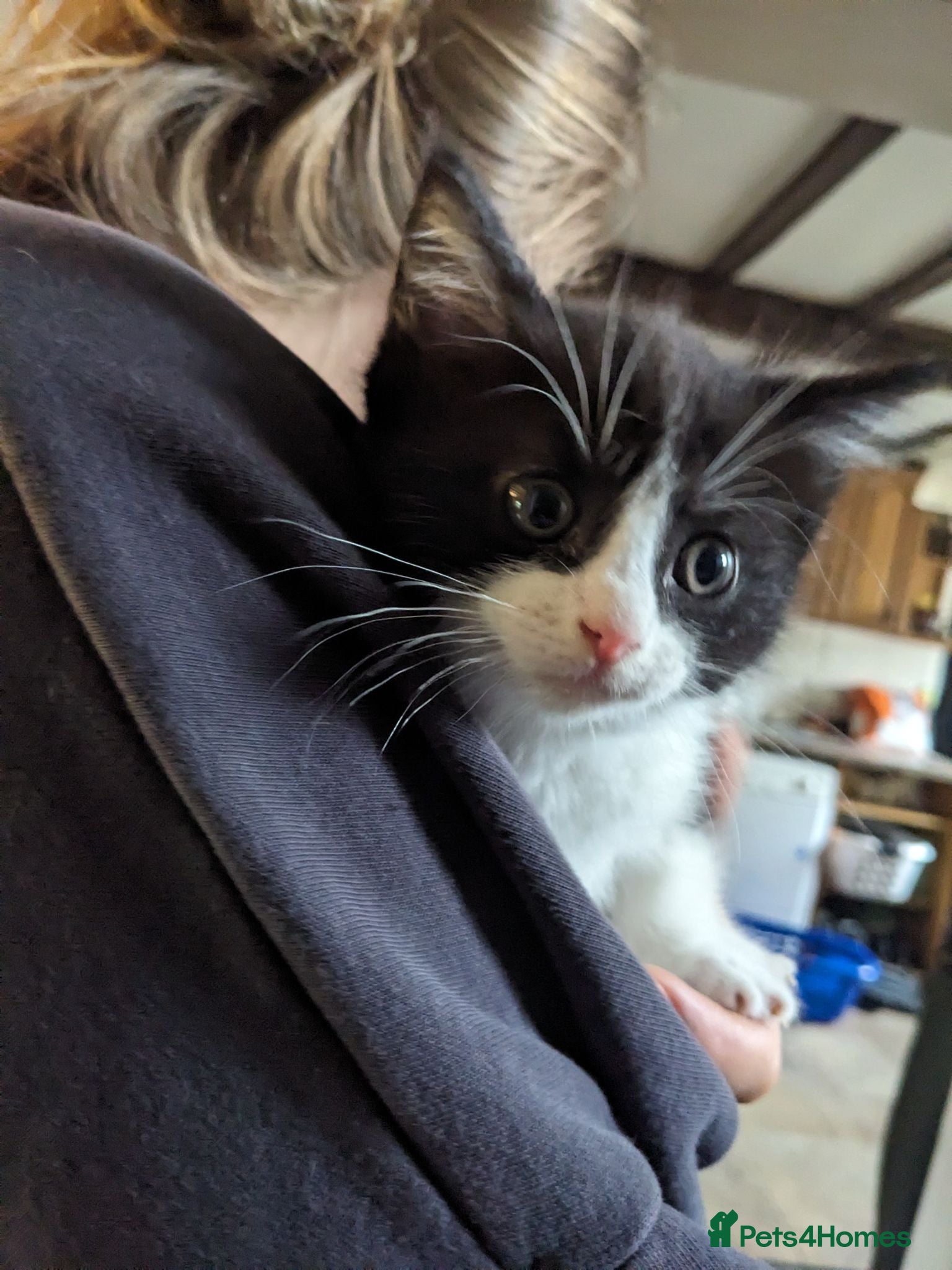 Mixed Breed cats Gorgeous Cuddly Kittens. Quarter Ragdoll  - Advert 1