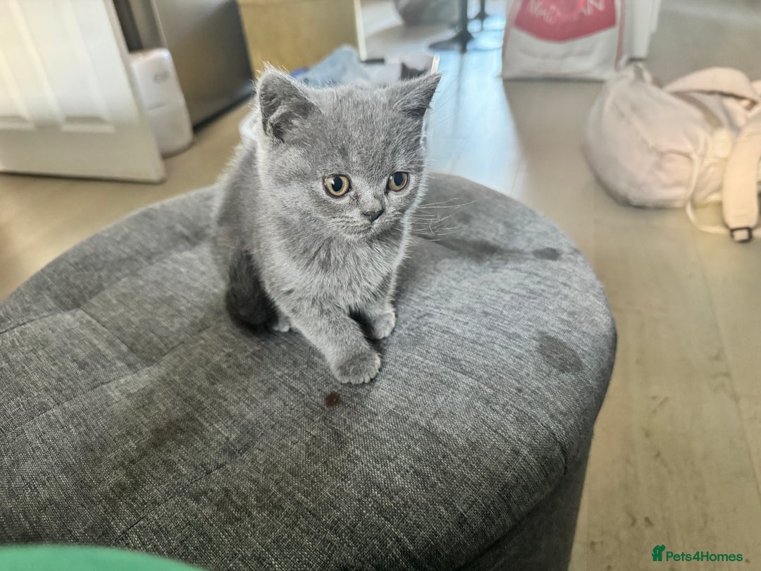 British Shorthair cats for sale: Blue British kittens beautiful  - Image 11