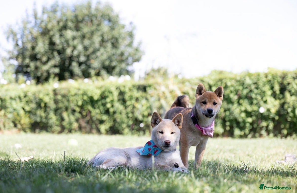Japanese Shiba Inu dogs Confidence Comes With Time outstanding shiba 🇯🇵 - Advert 3